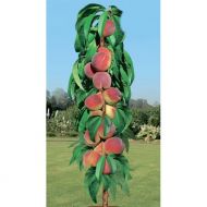 Саджанець Персик колоновидний Штайнберг